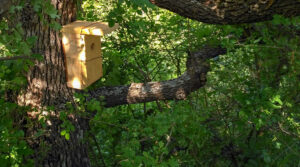 Nest box for Mouse-tailed dormouse (Myomimus roachi) (Photo: Zolt Hegyeli)