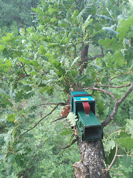 Live trap in oak (Photo: Nedko Nedyalkov)